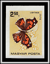 Nettle-tree Butterfly (Libythea celtis)