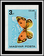 Clouded Yellow (Colias croceus)