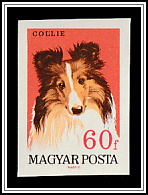 Collie