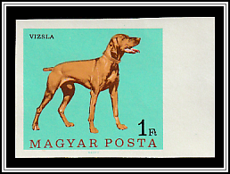 Short-haired Hungarian Vizsla