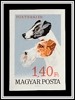 Short-haired and Wire-haired Fox Terriers