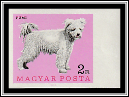 Pumi (Hungarian Shepherd)