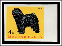 Puli (Hungarian Shepherd)