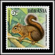 Northern Amazon Red Squirrel (Sciurus igniventris)