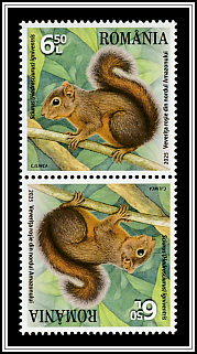 Northern Amazon Red Squirrel (Sciurus igniventris)