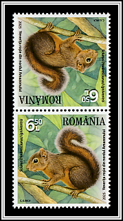 Northern Amazon Red Squirrel (Sciurus igniventris)