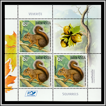 Northern Amazon Red Squirrel (Sciurus igniventris)