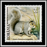 Arizona Gray Squirrel (Sciurus arizonensis)