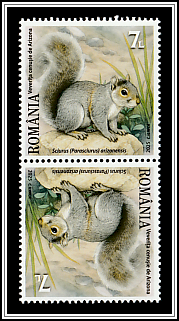 Arizona Gray Squirrel (Sciurus arizonensis)