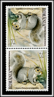 Arizona Gray Squirrel (Sciurus arizonensis)