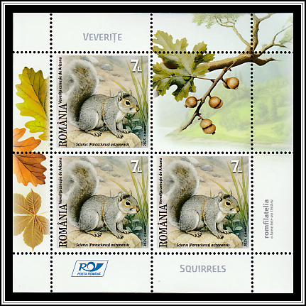 Arizona Gray Squirrel (Sciurus arizonensis)