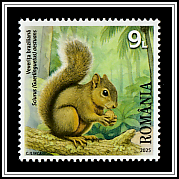 Brazilian Squirrel (Sciurus [Guerlinguetus] aestuans)