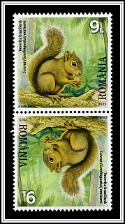 Brazilian Squirrel (Sciurus [Guerlinguetus] aestuans)