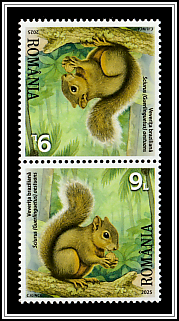 Brazilian Squirrel (Sciurus [Guerlinguetus] aestuans)