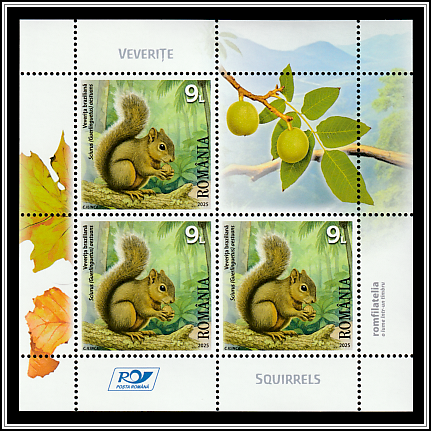 Brazilian Squirrel (Sciurus [Guerlinguetus] aestuans)