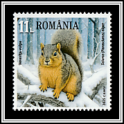Fox Squirrel (Sciurus niger)