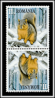 Fox Squirrel (Sciurus niger)