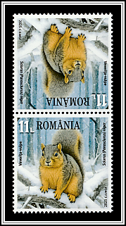 Fox Squirrel (Sciurus niger)