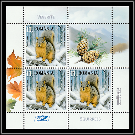 Fox Squirrel (Sciurus niger)