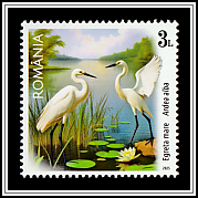 Great White Egret (Ardea alba)