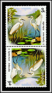 Great White Egret (Ardea alba)