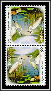 Great White Egret (Ardea alba)