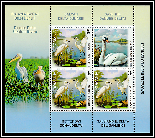 Great White Egret (Ardea alba), Mute Swan (Cygnus olor)