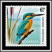 Kingfisher (Alcedo atthis)