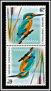 Kingfisher (Alcedo atthis)