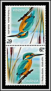 Kingfisher (Alcedo atthis)