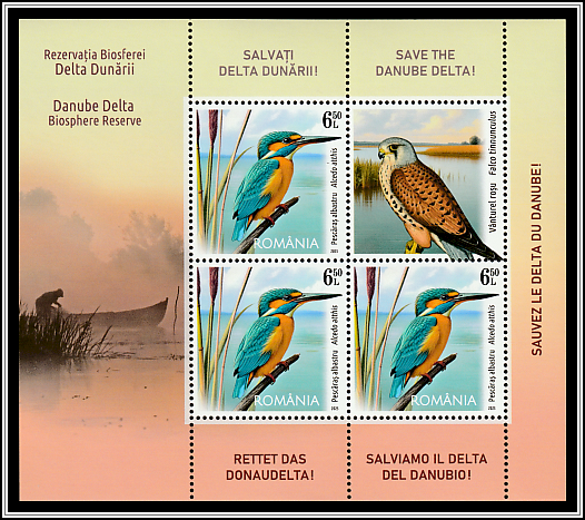 Kingfisher (Alcedo atthis), Common Kestrel (Falco tinnunculus)