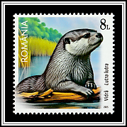 Otter (Lutra lutra)