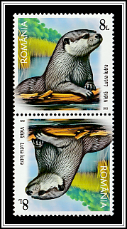 Otter (Lutra lutra)