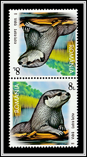 Otter (Lutra lutra)