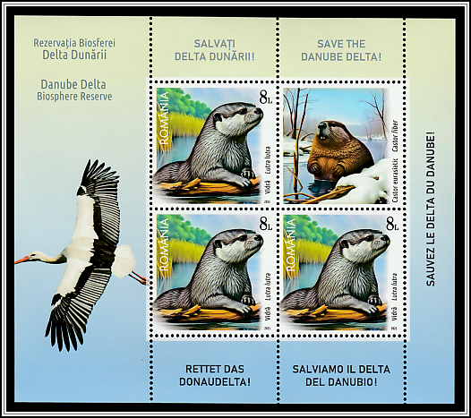 Otter (Lutra lutra), Eurasian Beaver (Castor fiber)