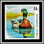 Mallard (Anas platyrhynchos)