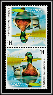 Mallard (Anas platyrhynchos)