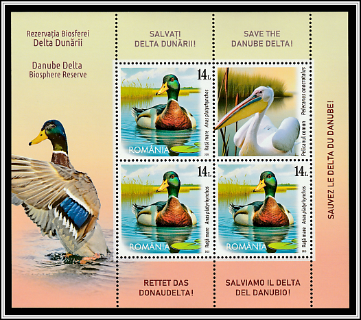 Mallard (Anas platyrhynchos), Great White Pelican (Pelecanus onocrotalus)