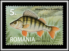 Perch (Perca fluviatilis)