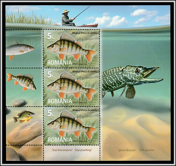 Perch (Perca fluviatilis)