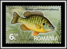 Pumpkinseed (Lepomis gibbosus)