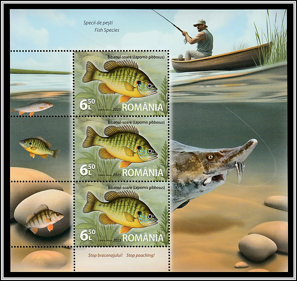 Pumpkinseed (Lepomis gibbosus)
