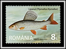 European Grayling (Thymallus thymallus)
