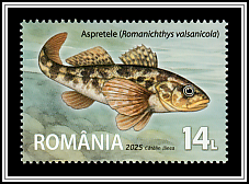 Sculpin-perch (Romanichthys valsanicola)