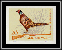 Common Pheasant  (Phasianus colchicus)
