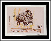 Wild Boar (Sus scrofa)