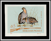 Grey Partridge (Perdix perdix)