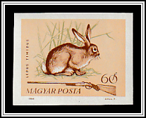 Mountain Hare (Lepus timidus)