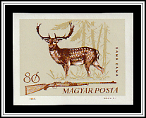 Fallow Deer (Dama dama)