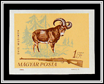 Mouflon (Ovis musimon)